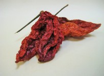 Naga Jolokia Chillies