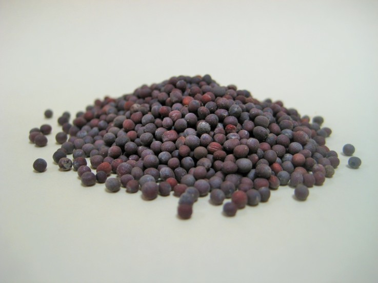 Rye Spice Black Mustard Seed